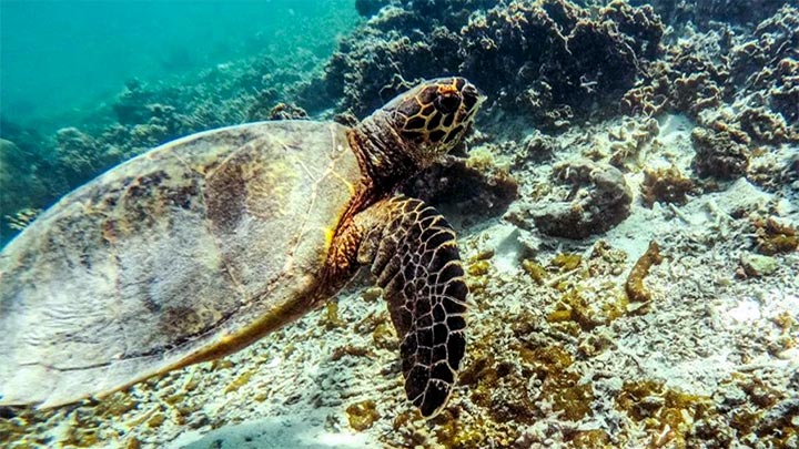 Swim_the_turtles_Samoa